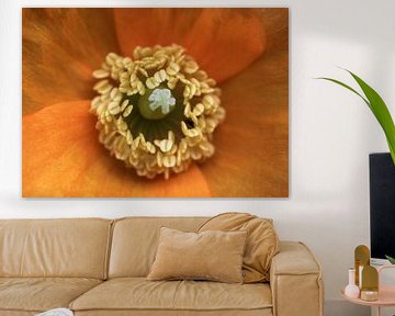 Oranje bloem van MSP Canvas