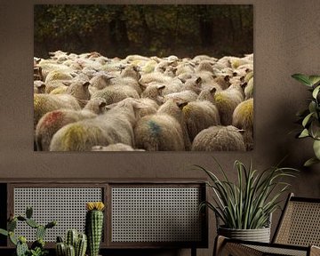 Sheep von A W