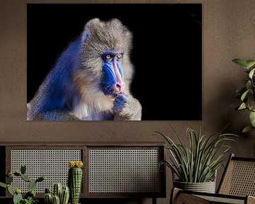 Mandrill sur STEVEN VAN DER GEEST