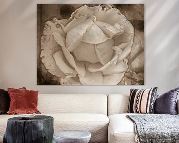 Sepia white, wilted rose by Yvon van der Wijk