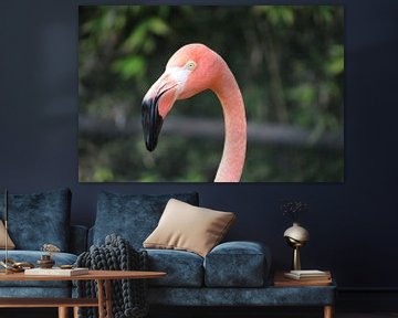 Flamingo von Berg Photostore