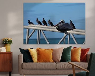 Pelican and pigeons by Berg Photostore