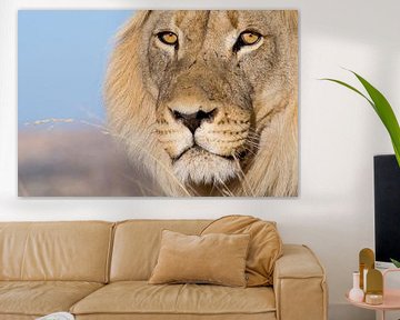 Lion's eyes - Portrait eines Löwen von Studio voor Beeld