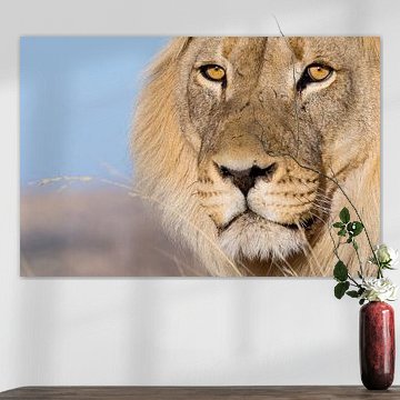 Lion's eyes van Studio voor Beeld