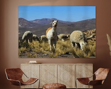 Alpaca in Peru sur Berg Photostore