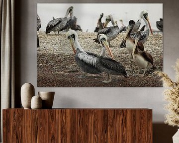 Pelikanen in Peru van Berg Photostore