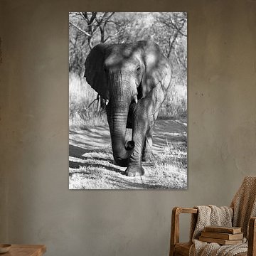 Portret van een Olifant