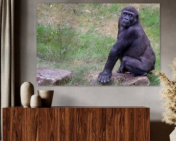 Gorilla houdt alles in de gaten sur Arnold van der Horst