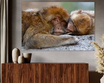 Berberapen knuffelen en stoeien samen