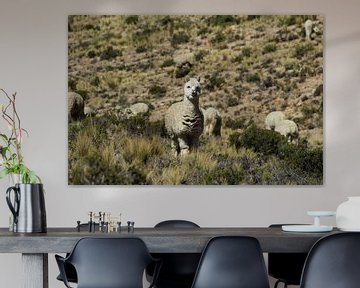 Alpaca in bergen Peru van Berg Photostore