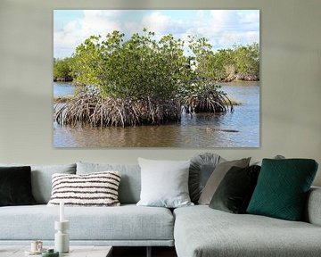 Krokodil in Everglades - Florida by Berg Photostore