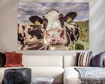 cow by Tara Kiers