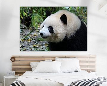 Panda Chengdu China van Berg Photostore