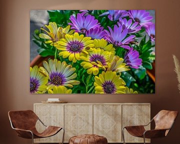 Colorful Spanish Daisies by Allan Kostyk