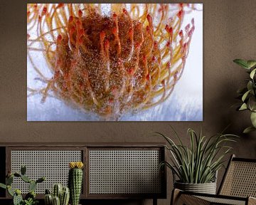 Leucospermum in ice 2 by Marc Heiligenstein