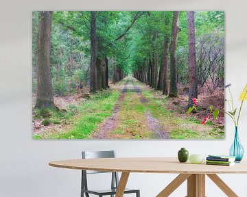 Avenue des Oaks sur la propriété Beerze sur Evert Jan Luchies