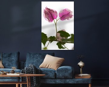 Botanische rosa Blätter auf magische Rückkehr von Tot Kijk Fotografie: natuur aan de muur