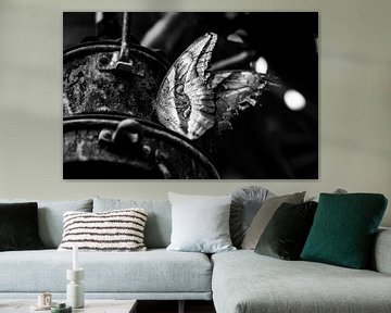 Uil Vlinder op een lamp zwart wit van henry hummel