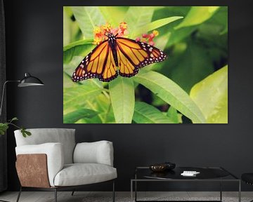 Monarchvlinder van Melinda Gorree