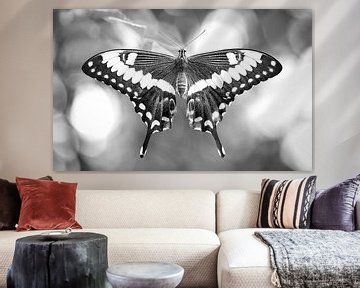 koninginnenpage (Papilio machaon)