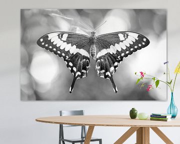 koninginnenpage (Papilio machaon) van Sara in t Veld Fotografie