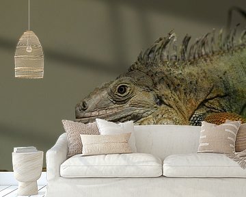 Leguaan van Sascha van Dam
