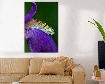 Blue lis (iris) by Tot Kijk Fotografie: natuur aan de muur