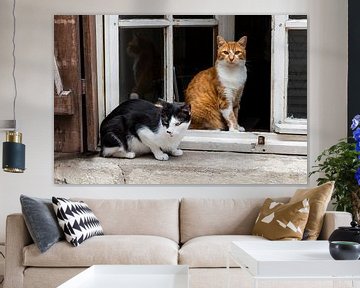 Zwei Katzen im Fenster Orleans