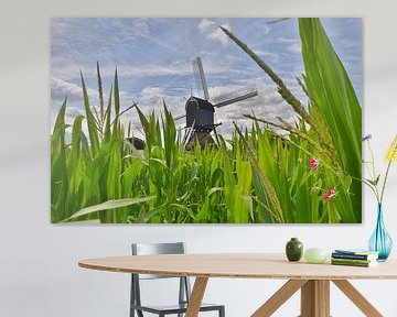 Hollandse water wipmolen boven het mais van John Wiersma
