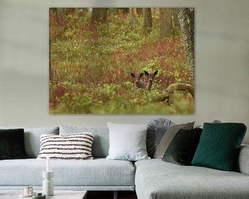 Jonge damherten op de Veluwe van Erwin Teijgeler