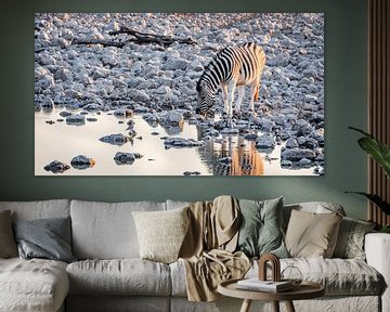 Steppezebra / Zebra bij waterput rond zonsondergang - Etosha, Namibië von Martijn Smeets