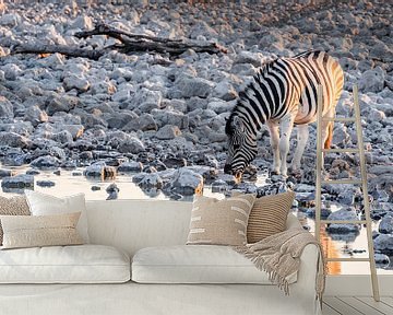 Steppezebra / Zebra bij waterput rond zonsondergang - Etosha, Namibië van Martijn Smeets
