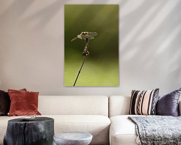 Libelle lachend groen van Sascha van Dam
