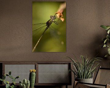 Libelle groen macro van Sascha van Dam