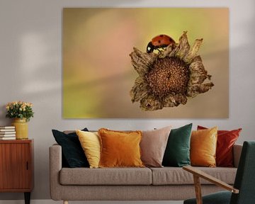 Lieveheersbeestje op uitgedroogde bloem van Sascha van Dam