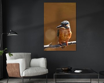 IJsvogel oranje achtergrond met bokeh van Sascha van Dam