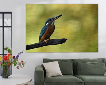 IJsvogel met vis by Sascha van Dam