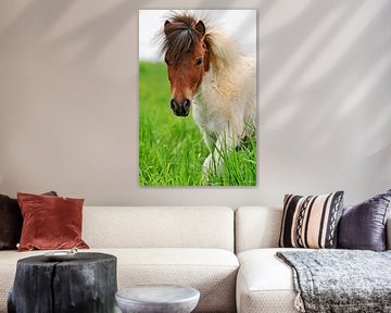 Affiche poney sur Atelier Liesjes