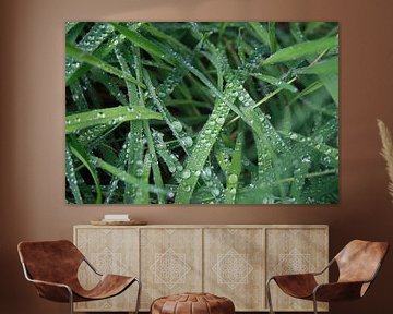 regendruppels op groen blad van Dewi Hoffs