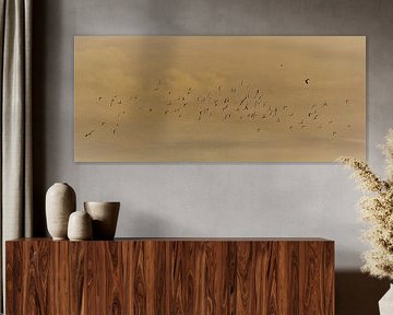 Braun flight