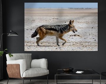 Jackal on the beach - Namibia by Martijn Smeets