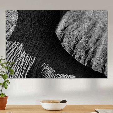 Black and white detail photo of a desert elephant / elephant - Twyfelfontein, Namibia