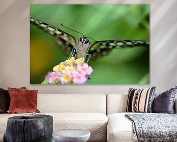 Vlinder in close up - butterfly in close up - Schmetterling - Papillon