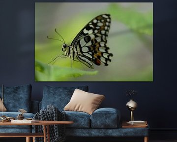 Vlinder in close up - butterfly in close up - Schmetterling - Papillon van Ineke Duijzer