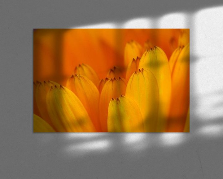 Sfeerimpressie: Goudsbloem  bloemen macrofotografie van Watze D. de Haan