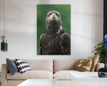 Portret van een jonge Amerikaanse zeearend (Haliaeetus leucocephalus) van Nature in Stock