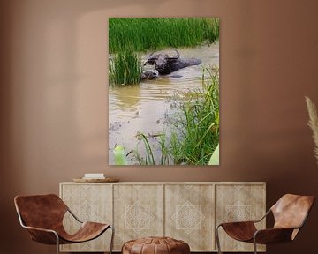 Buffel in het water sur Bart Cornelis de Groot