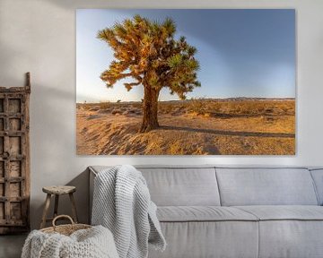 Joshua Tree in the desert of Barstow California