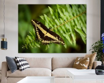 Koninginnenpage Papilio machaon van Sara in t Veld Fotografie