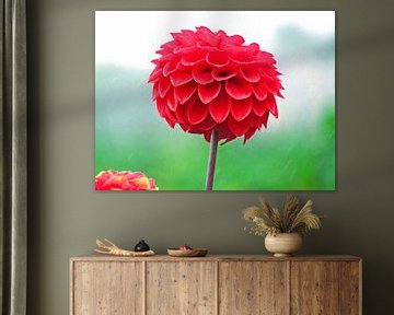 Red dahlia in drizzle by Zowauwart Of Chance